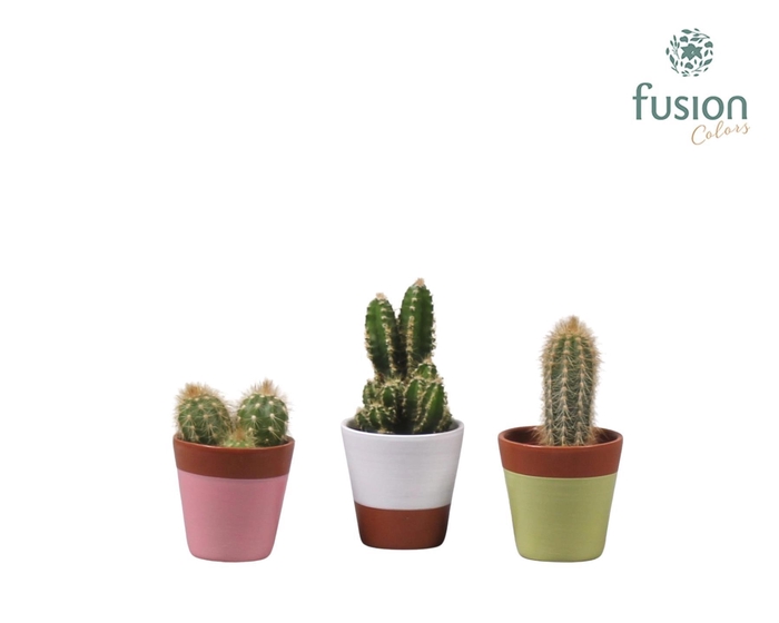 <h4>Keramiek potje met Cactus</h4>