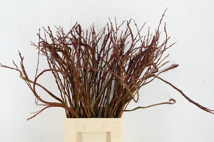 <h4>SALIX SEKKA BANDWILG</h4>