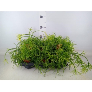 Rhipsalis baccifera 'Oasis'