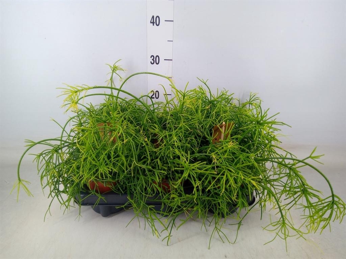 <h4>Rhipsalis baccifera 'Oasis'</h4>
