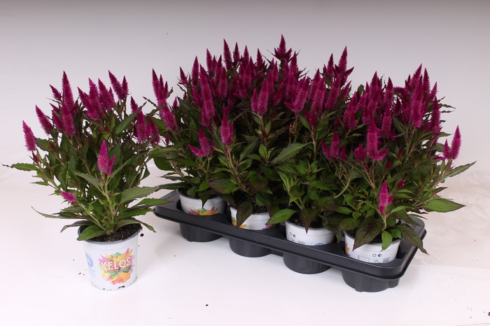 <h4>CEL PL KEL AT VIOLET</h4>
