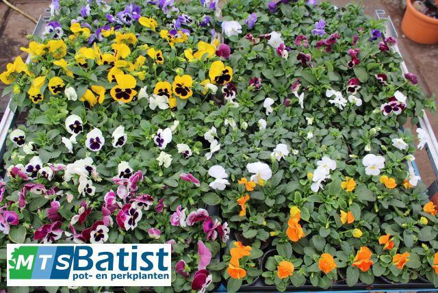 <h4>VIO F1 HYBR MIXK</h4>