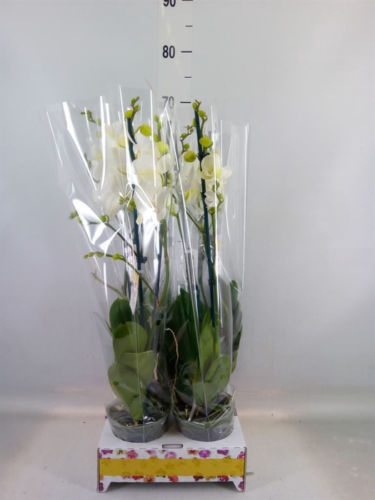 <h4>Phalaenopsis   ...</h4>