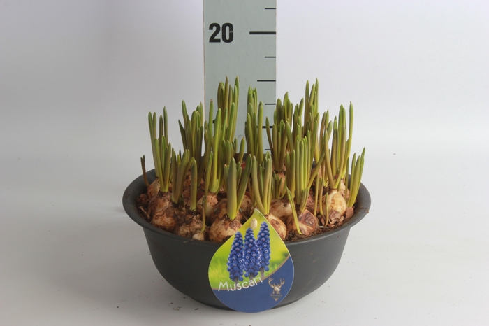 <h4>ARR MUSCARI</h4>