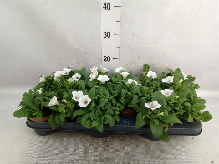 <h4>Petunia  'Surfinia Baby White'</h4>