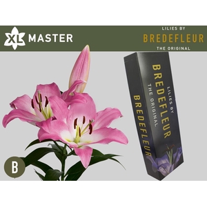 LI OT MASTER QUALITY BOX 3+