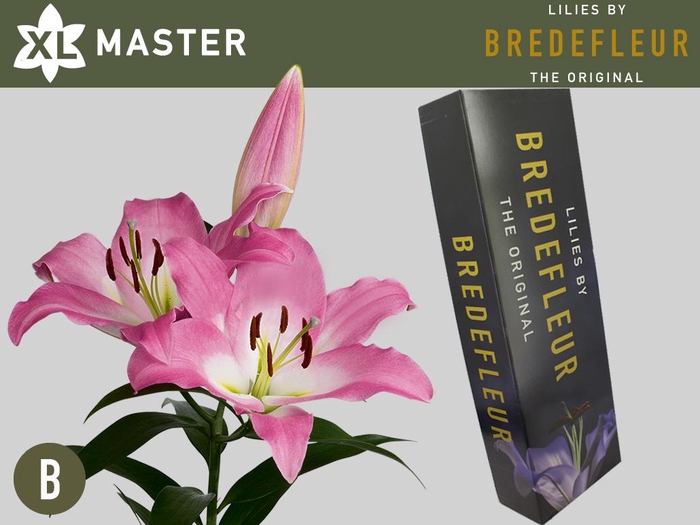 <h4>LI OT MASTER QUALITY BOX 3+</h4>