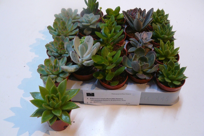 <h4>SUCC GEM 6 SRT</h4>