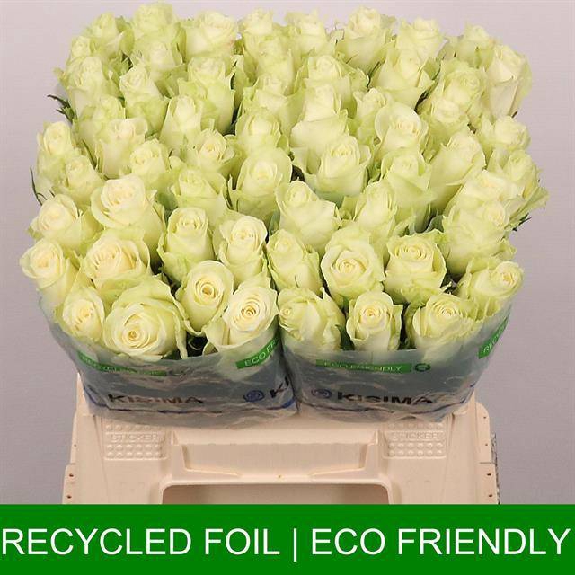 <h4>Rosa large athena</h4>