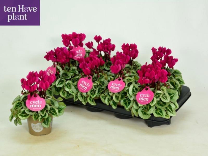 <h4>CYCL KL SUP PICASSO</h4>