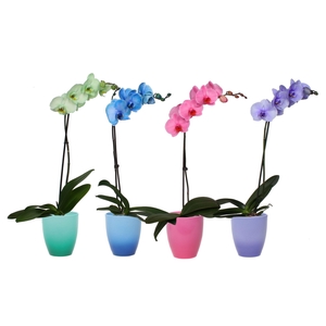 Change Mix Phal I Am Mix 1T9+