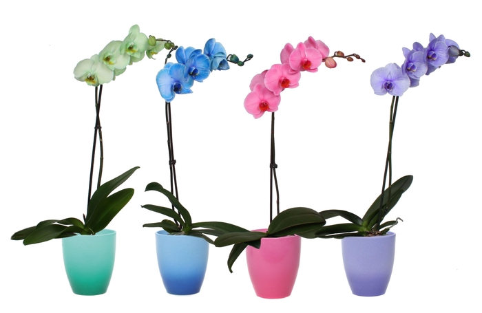 <h4>Change Mix Phal I Am Mix 1T9+</h4>