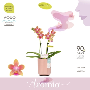 Aromio Spring 2 spike in Molise Salmon Aquo