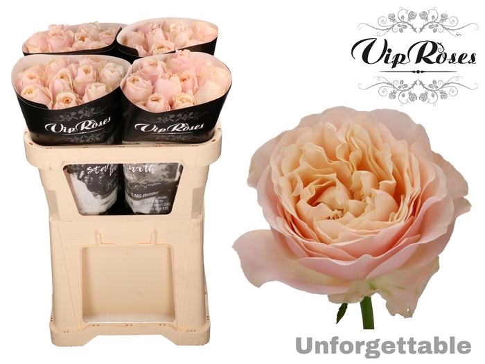 R GR UNFORGETTABLE