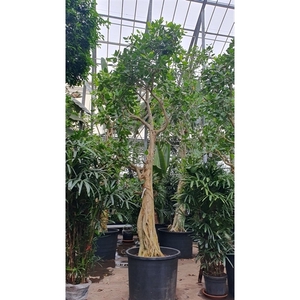 Ficus Benghalensis