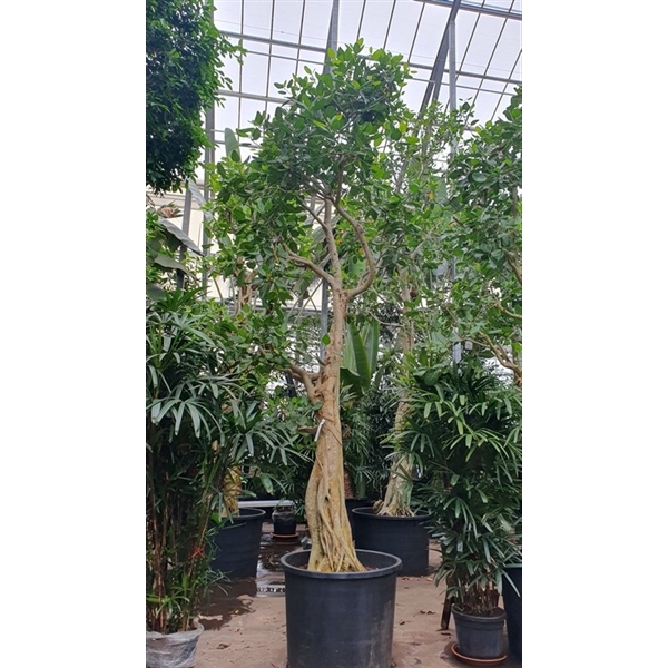 <h4>Ficus Benghalensis</h4>