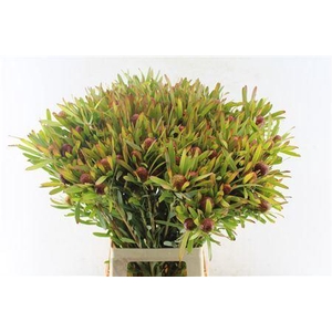 LEUCAD CHER PEARL SPRAY