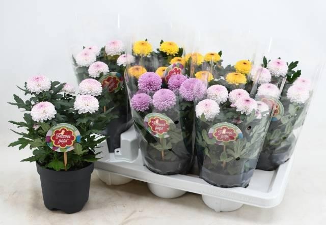 <h4>CHRYS FP ABBEY GEM</h4>