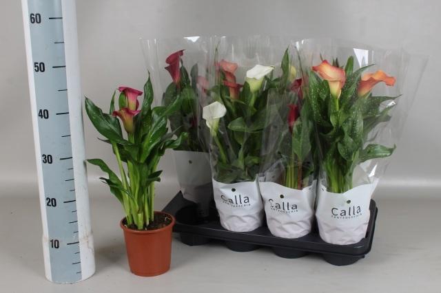 <h4>ZANT GEM 6 KL</h4>