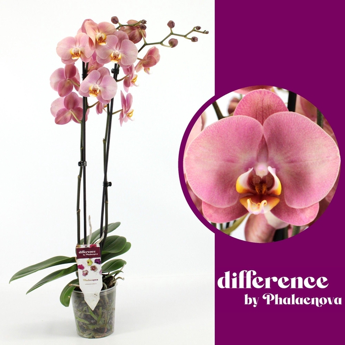 <h4>Astrid 2-tak 65cm (RIJP)</h4>