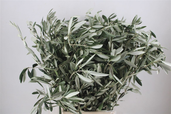 <h4>Olijf 300gr P Bunch</h4>