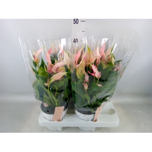 Anthurium andr. 'Lilli'