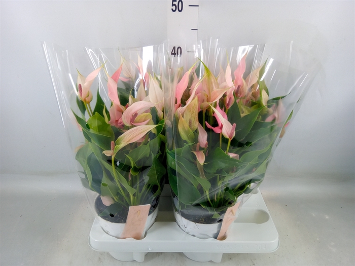 <h4>Anthurium andr. 'Lilli'</h4>