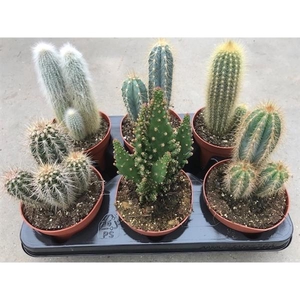 Cactus gemengd