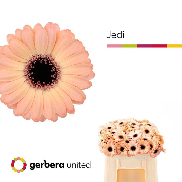 <h4>GE MI JEDI</h4>