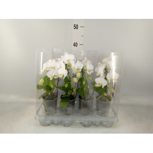 Phalaenopsis   ...white