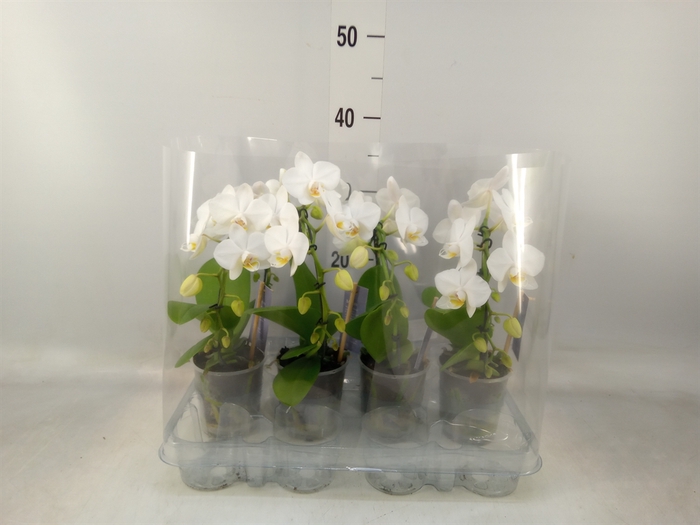 <h4>Phalaenopsis   ...white</h4>