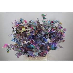Euca Cinerea Picasso 200gr P Bunch
