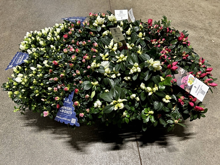 Rhododendron simsii trolley mix 13Ø 32cm