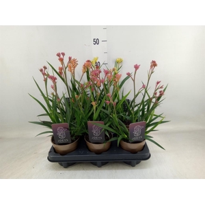 Anigozanthos   ...mix