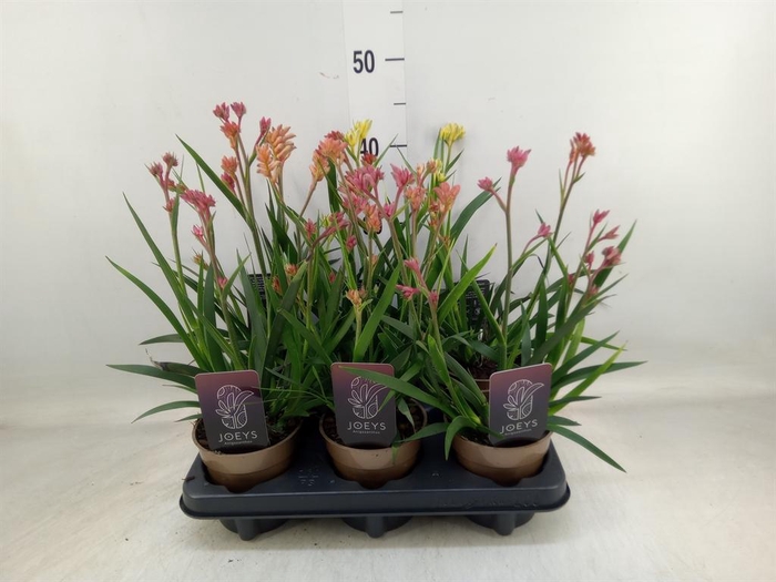 <h4>Anigozanthos   ...mix</h4>