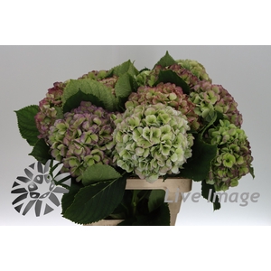 Hydrangea verena blue classic