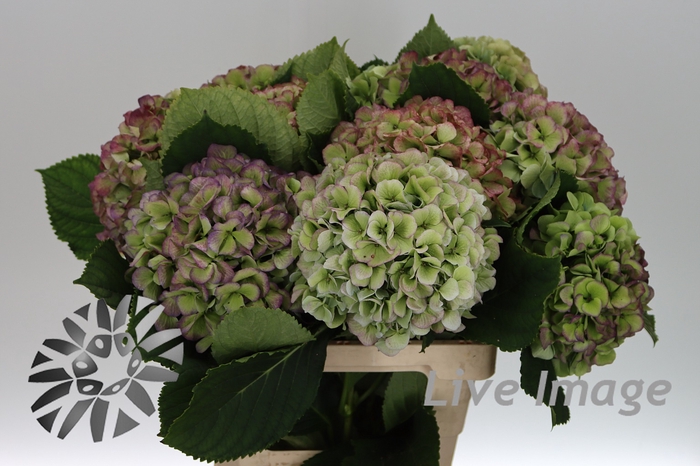 <h4>Hydrangea verena blue classic</h4>
