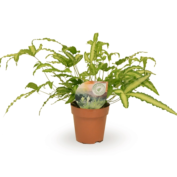 <h4>Pteris cretica 'Albolineata'</h4>