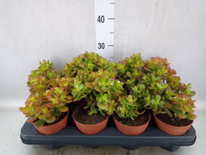 <h4>Crassula ovata 'Minor'</h4>