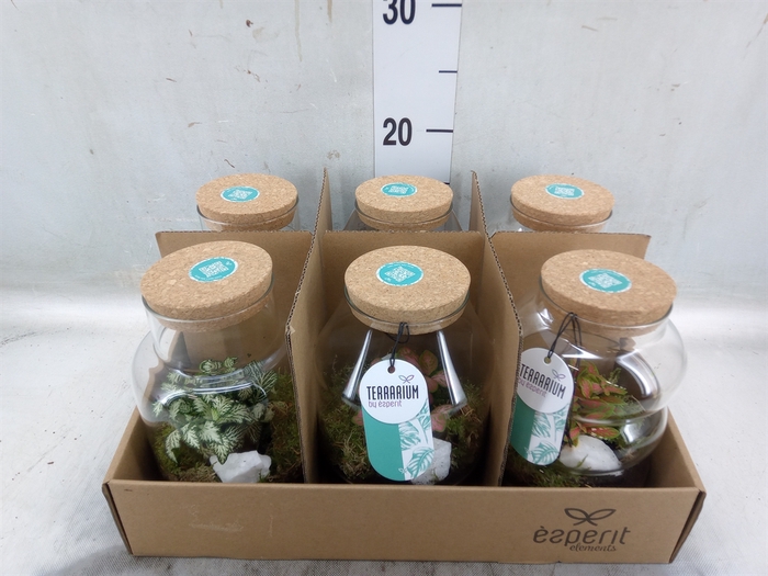 <h4>Arr.   Planten L%</h4>