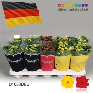 Kalanchoe Moments - Germany flag