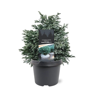 Chamaecyparis pis. 'Blue Planet'