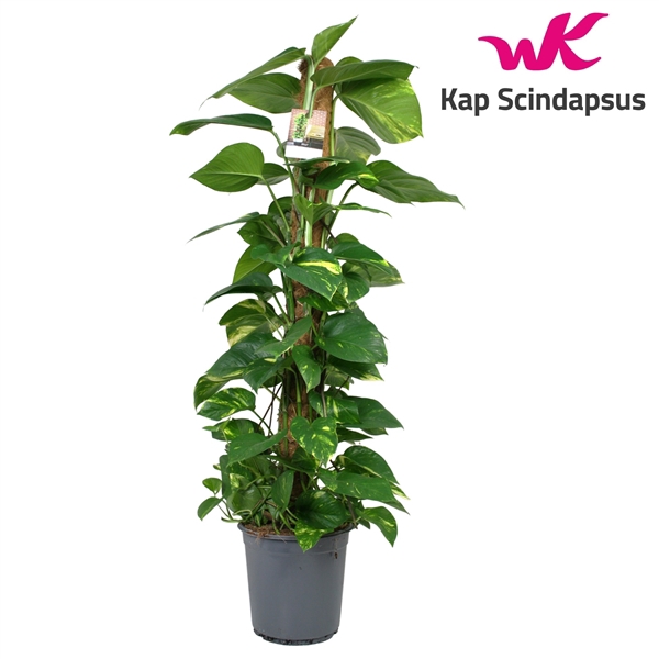 <h4>Scindapsus (Epipremnum) mosstok 120 cm</h4>