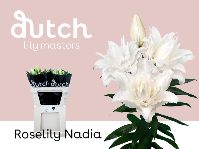 <h4>Li Or Du Rl Nadia</h4>
