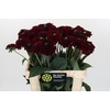 Dahlia Black Fox