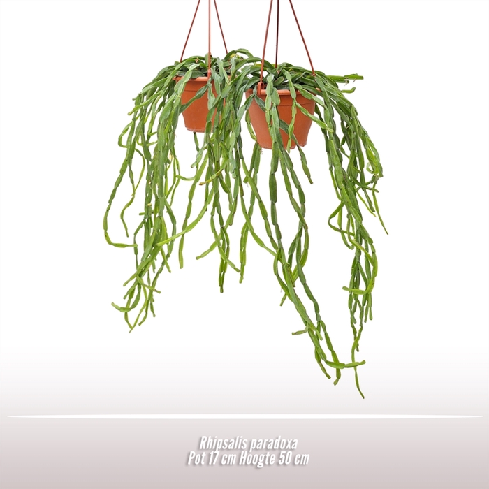 <h4>Rhipsalis paradoxa hangpot</h4>