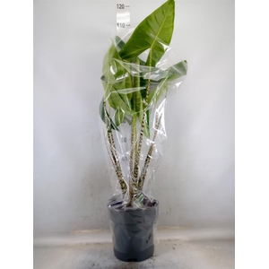 Alocasia zebrina