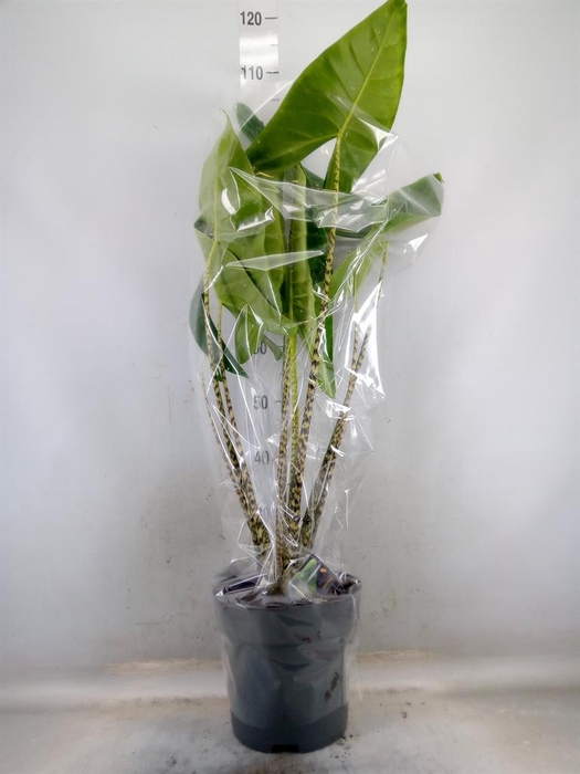 <h4>Alocasia zebrina</h4>