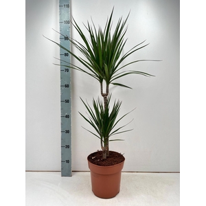 DRA MARGINATA