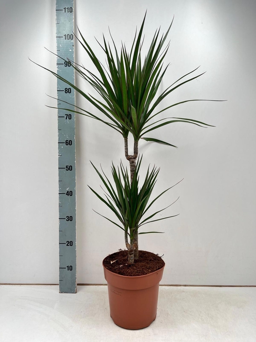 <h4>DRA MARGINATA</h4>